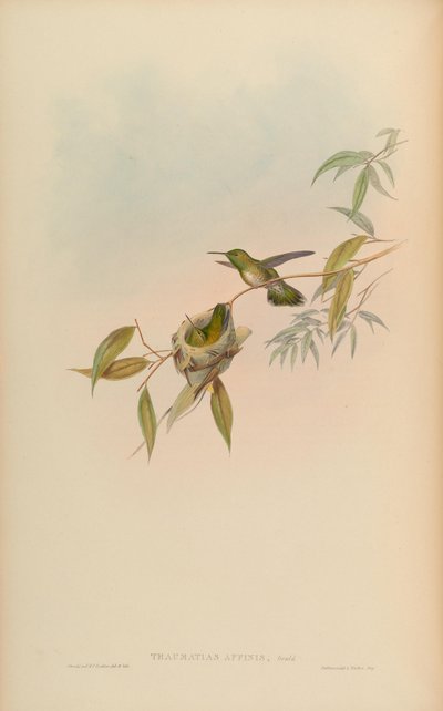 Thaumatias affinis = Amazilia versicolorgould Index von John Gould